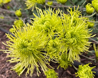 Green Chrysanthemum (Mums) plant,5 inches large flower, potted. 绿千丝菊花