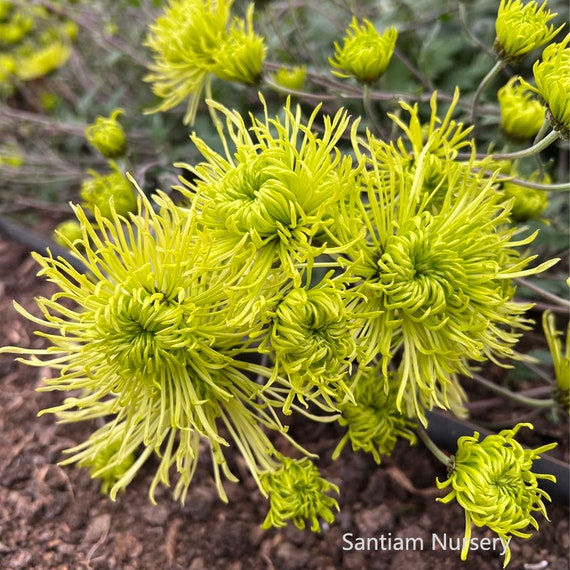 Green Chrysanthemum (mums) Plant,5 Inches Large Flower, Potted.  - Etsy