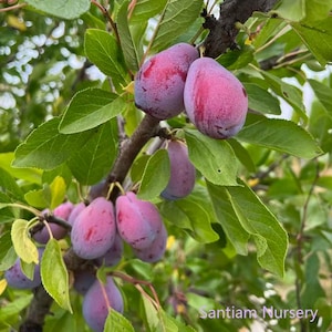 May include: Close-up of a plum tree branch laden with ripe plums. The plums are a deep purple with a reddish hue, and are surrounded by vibrant green leaves. The image is well-lit, showcasing the texture of the fruit and foliage.