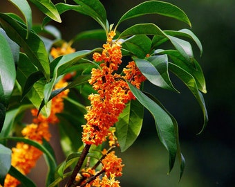 Orange Sweet Osmanthus tree, Fragnant Tea Olive, 丹桂 ，桂花树苗 木犀の花