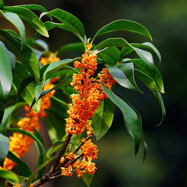 Orange Sweet Osmanthus tree, Fragnant Tea Olive, 丹桂 ，桂花树苗 木犀の花