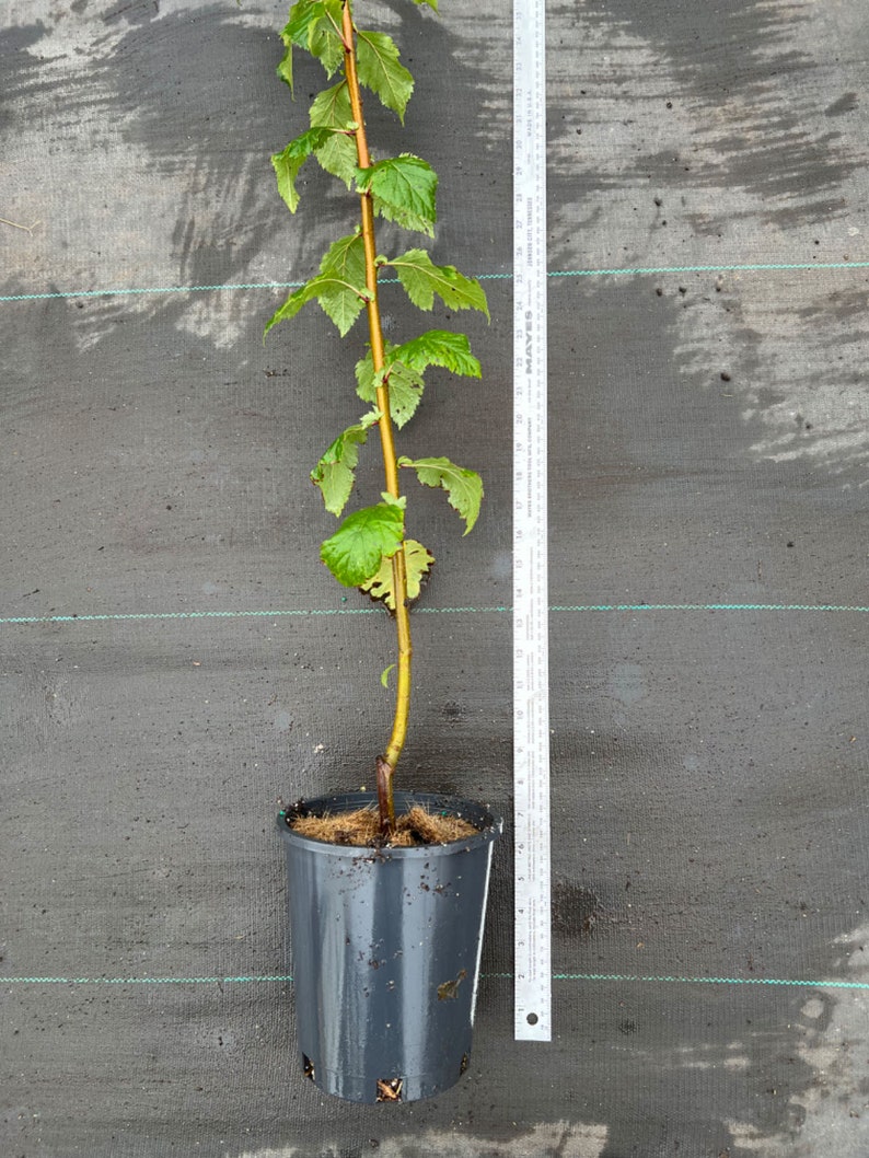 Wild Hawthorn tree, Crataegus monogyna Chinese Hawthorn's rootstock 野山楂山楂砧木 image 7