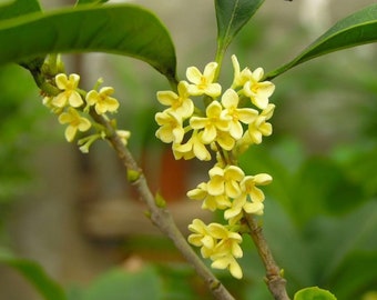 Gold Sweet Osmanthus tree, Fragnant Tea Olive, 金桂 ，桂花树苗 金木犀の花