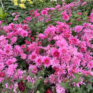 May include: A vibrant field of pink chrysanthemums in full bloom, with lush green foliage. The flowers vary in shades of pink, creating a visually appealing display. Other colors of chrysanthemums are visible in the background.