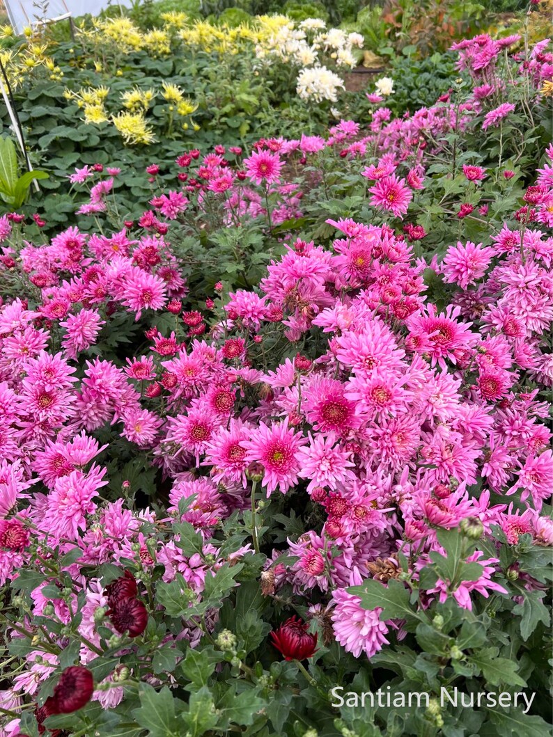 May include: A vibrant field of pink chrysanthemums in full bloom, with lush green foliage. The flowers vary in shades of pink, creating a visually appealing display. Other colors of chrysanthemums are visible in the background.