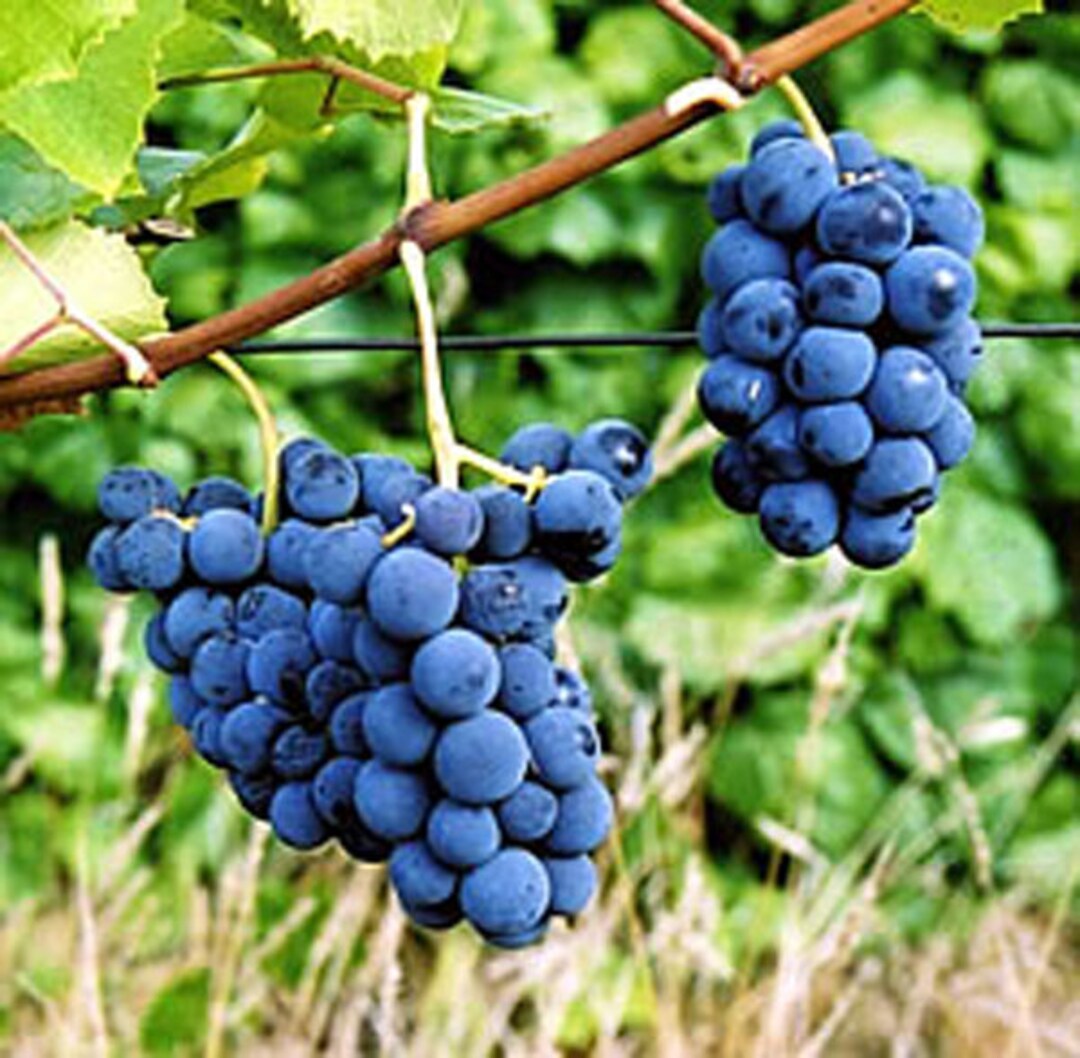 5pcs 'price' Table Grape Cuttings, Early Concord Type,super Sweet Grape