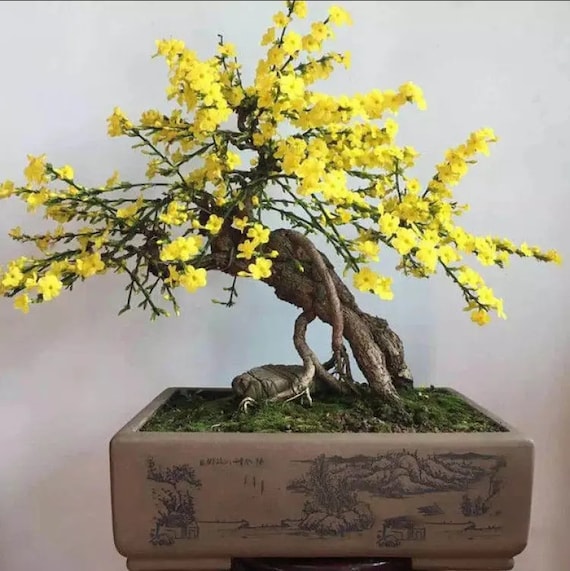 Winter Jasmineone Gallon,perfect for Bonsai,   - Etsy