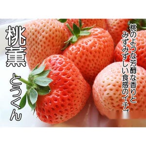 Peach Strawberry  &quot;Momo Ichigo&quot; plants, 6  plants, potted 桃薫（とうくん）