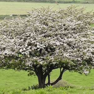 Wild Hawthorn tree, Crataegus monogyna Chinese Hawthorn's rootstock 野山楂山楂砧木 image 5