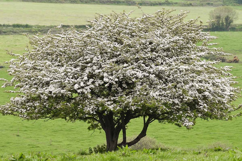 Wild Hawthorn tree, Crataegus monogyna Chinese Hawthorn's rootstock 野山楂山楂砧木 image 5