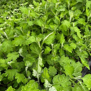 May include: Close-up of a collection of green chrysanthemum plants with water droplets on the leaves. The plants are in black trays, and the background is a blurred view of more plants under a white mesh.