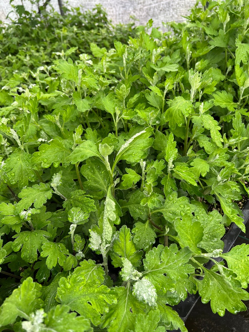May include: Close-up of a collection of green chrysanthemum plants with water droplets on the leaves. The plants are in black trays, and the background is a blurred view of more plants under a white mesh.