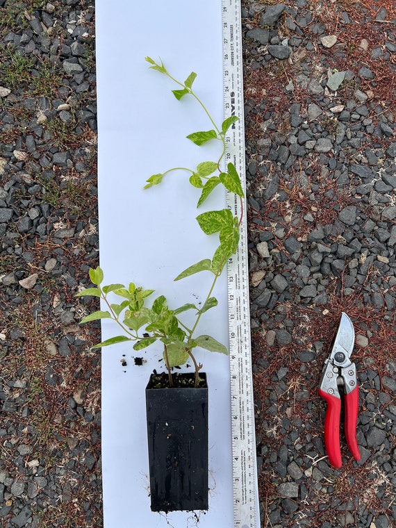 Variegated Japanese Honeysuckle, Lonicera Japonica 