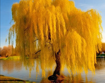 Goldene Trauerweide, perfekt für Bonsai