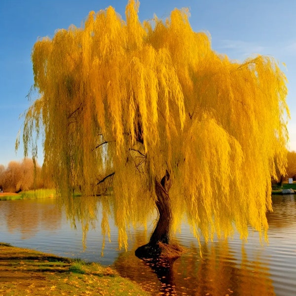 Goldene Trauerweide, perfekt für Bonsai