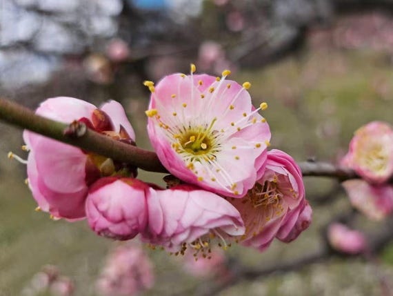 Fufen Ume, Flowering Apricot Tree, 傅粉梅花， 宫粉梅花, 30-36