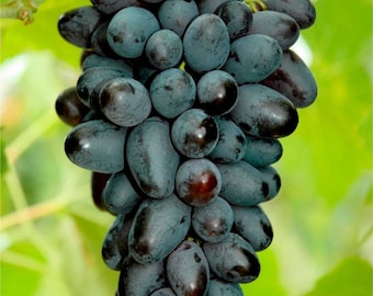 May include: A close-up of a bunch of dark blue grapes, with a mix of round and oval shapes. The grapes are on a vine with green leaves in the background. The grapes have a glossy appearance.