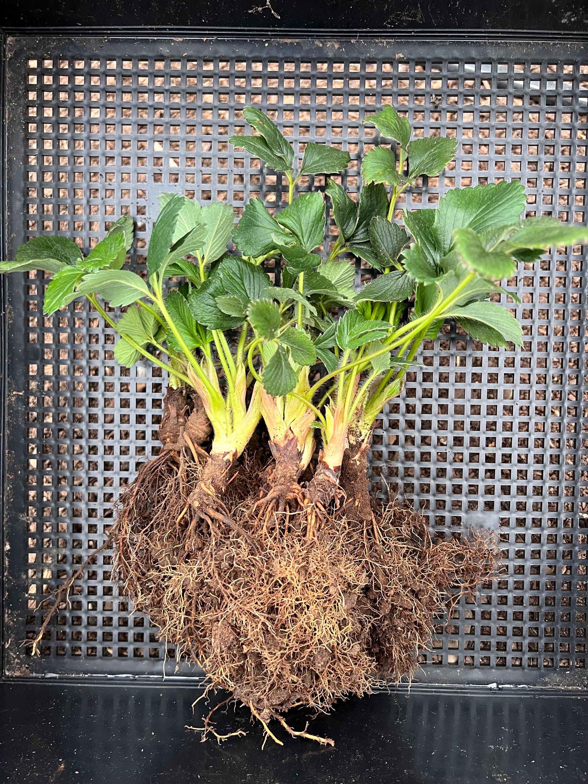 5 Japanese Kaorino Strawberry Plants, Bare Root,かおり野 イチゴ