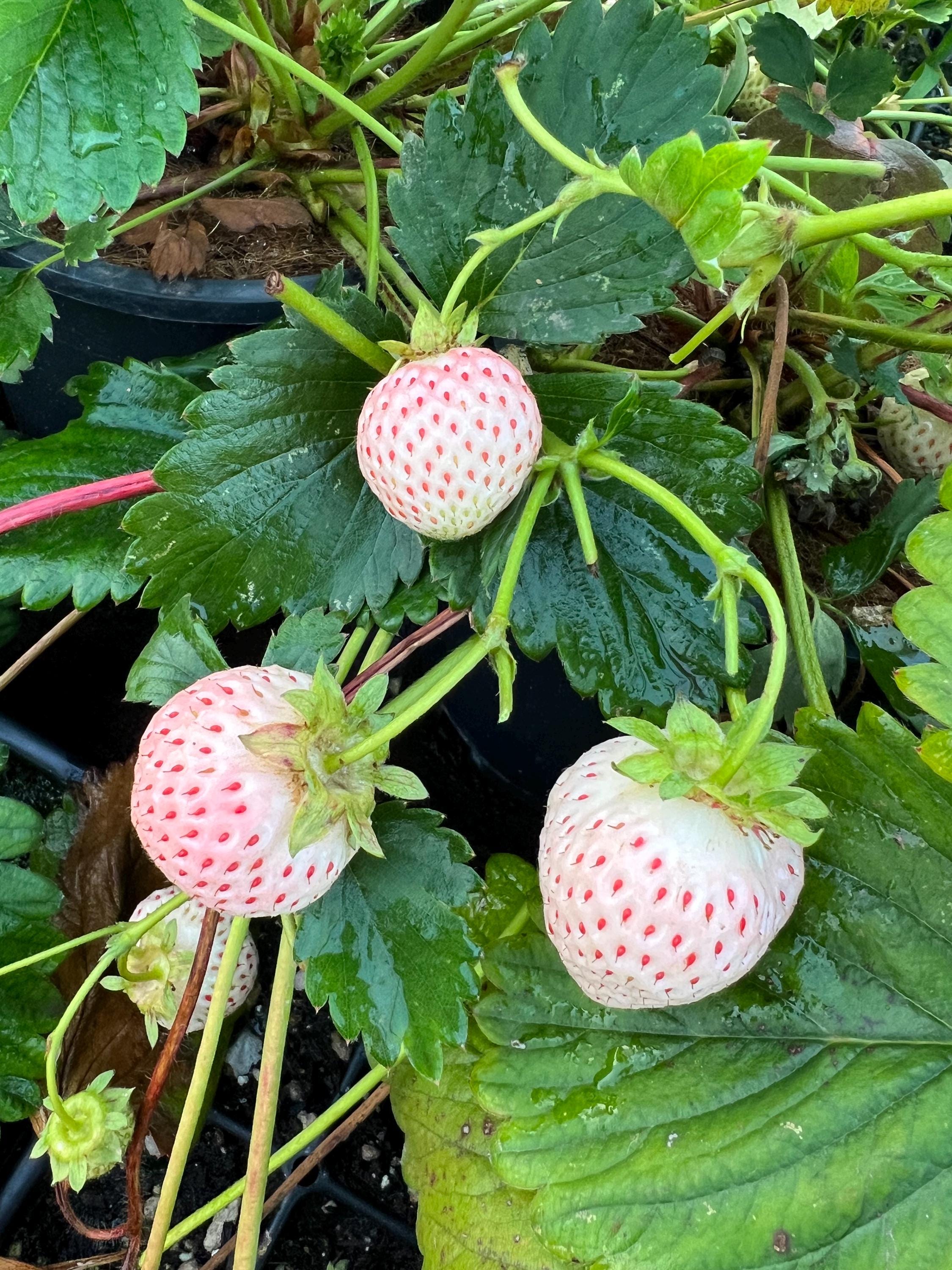 ＊White Strawberry＊ページ Japanese Premium Angel's Strawberry, White Strawberry, 6 Bare Root