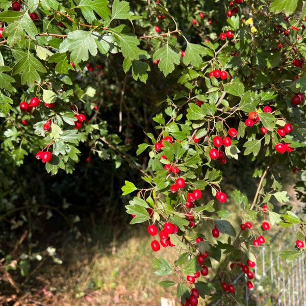 Wild Hawthorn tree,  Crataegus monogyna ，Chinese Hawthorn's rootstock 野山楂，山楂砧木