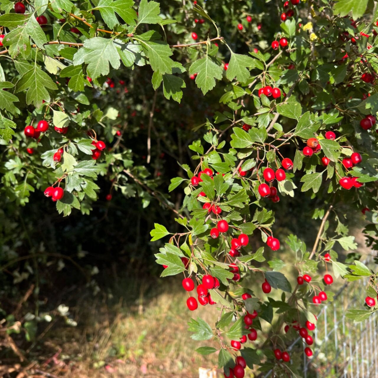 Cockspur Hawthorn - Etsy