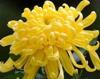 2-Pack Yellow Ball Mum Plant, Perennial. Large flower Chrysanthemum 黄绣球菊花