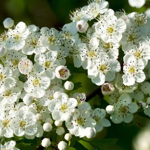 Wild Hawthorn tree, Crataegus monogyna Chinese Hawthorn's rootstock 野山楂山楂砧木 image 4