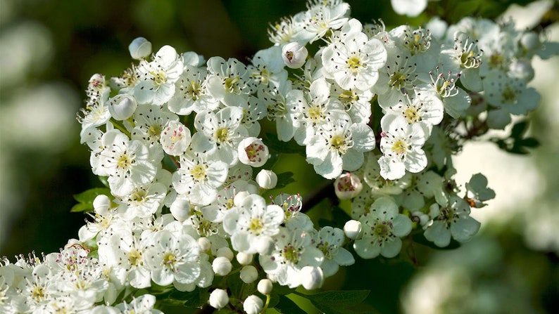 Wild Hawthorn tree, Crataegus monogyna Chinese Hawthorn's rootstock 野山楂山楂砧木 image 4