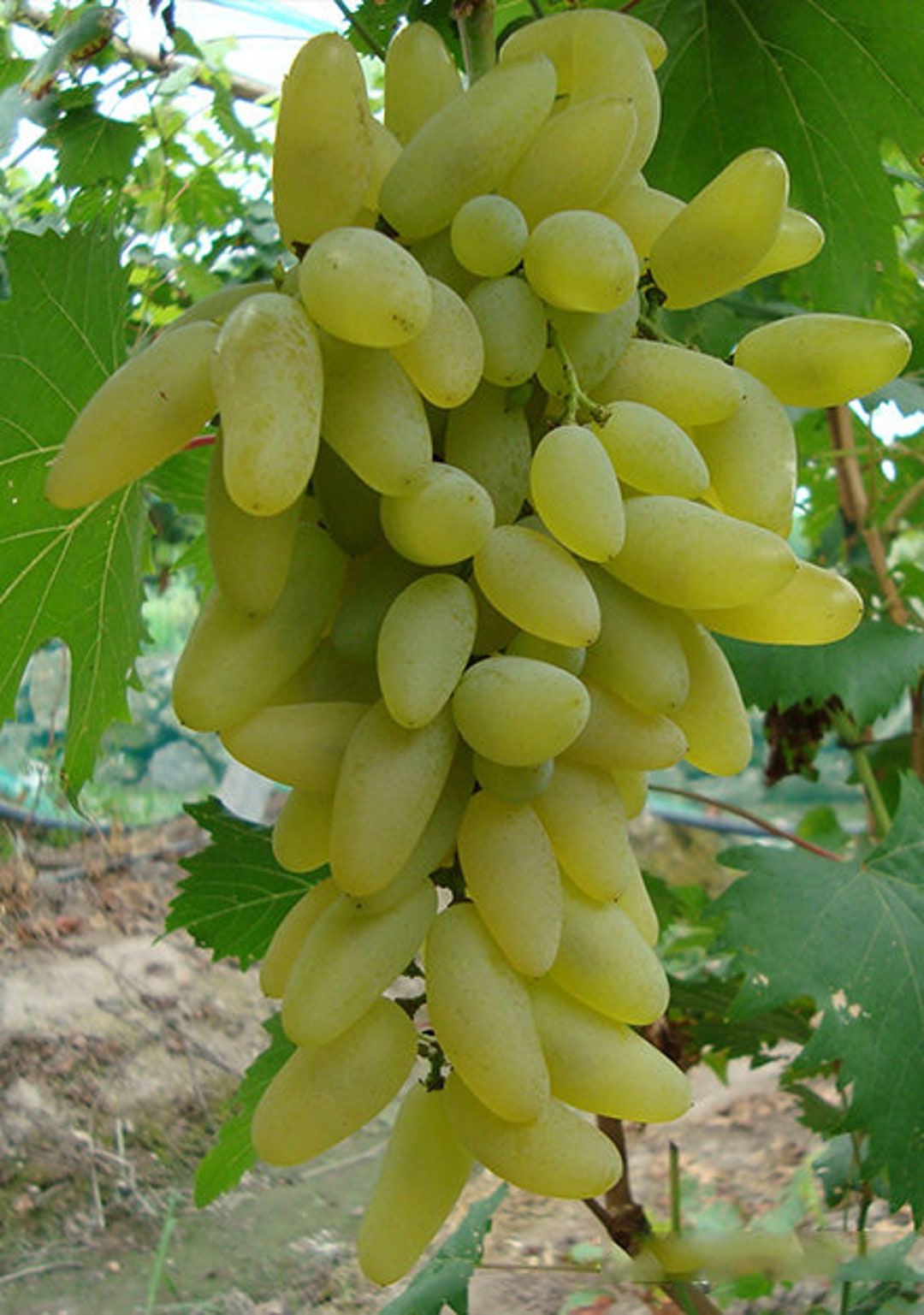 5pcs Japanese Gold Finger Table Grape Cuttings 金手指葡萄插条 US Seller Etsy