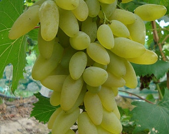 5pcs Japanese Gold Finger table grape cuttings 金手指葡萄插条 US seller