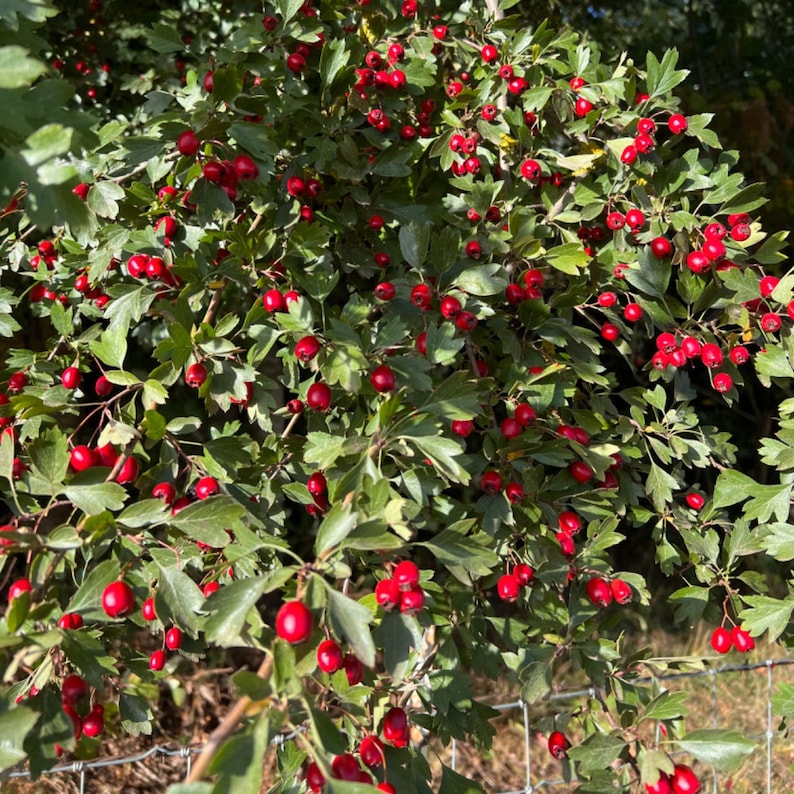 Wild Hawthorn tree, Crataegus monogyna Chinese Hawthorn's rootstock 野山楂山楂砧木 image 3