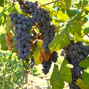 May include: Close-up of ripe, dark purple grapes hanging from a vine. The grapes are clustered together, with green and yellow leaves in the background. The image captures a sunny day in a vineyard.