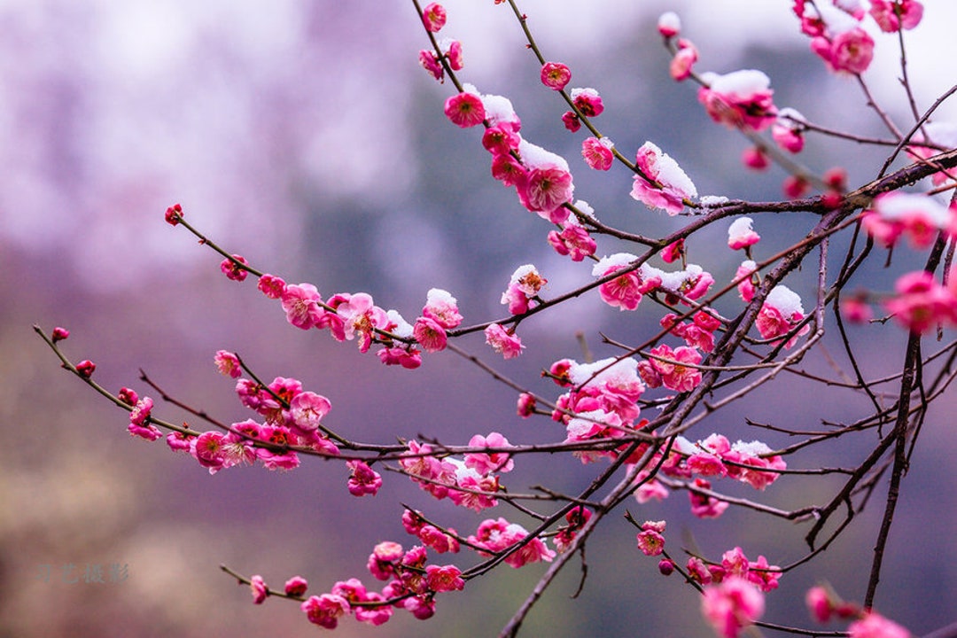 Peggy Clarke Japanese Flowering Apricot Tree, Prunus Mume,ume, Bonsai ...