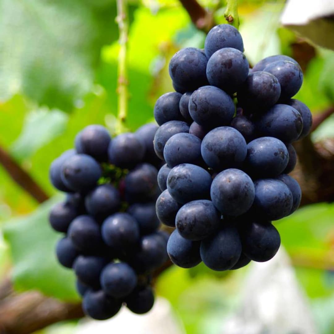 5 Pieces Nagano Purple Seedless Grape Cuttings, 長野パープル,长野