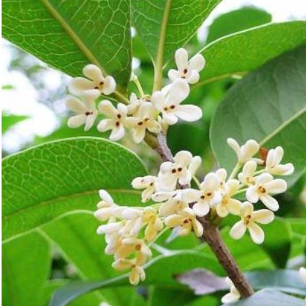 Sweet Osmanthus Fragrans 'semperflorens' Tree,fragnant Tea Olive