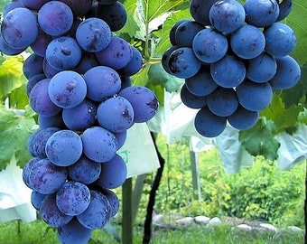 6pcs Japanese Kyoho grape cuttings 巨峰葡萄插条 교호포도 US seller