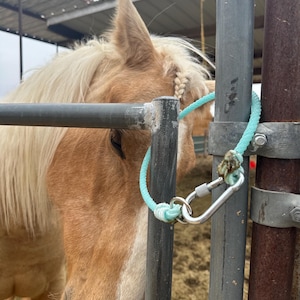 Op de afbeelding: Een lichtbruin paard met een gevlochten manen is vastgebonden aan een metalen hek met een blauw touw en een zilveren karabijnhaak.