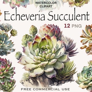 Echeveria Sukkulenten Clipart, Aquarell Sukkulenten Clipart, Sukkulenten PNG Bündel, Botanische Clipart, Aquarell Clipart, Sukkulenten Bündel