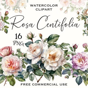 Aquarell Wild rose Clipart, Wildblumen Cabbage rose png budle, rosa & beige Blumen Brunch Bilder für Design, Collage, kostenlose kommerzielle Nutzung