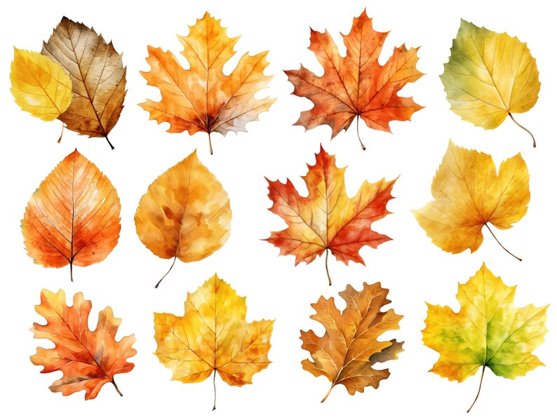 May include: A collection of 12 watercolor painted autumn leaves in various shades of yellow, orange, red, and green. The leaves are isolated on a white background.