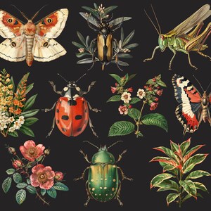 Pu&ograve; includere: Una collezione di illustrazioni vintage che raffigurano diversi insetti e fiori. Le illustrazioni includono una coccinella rossa, uno scarabeo verde, un grillo verde, una farfalla con ali rosse e nere, una falena con ali bianche e arancioni e una variet&agrave; di fiori.