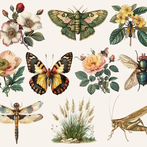 Pu&ograve; includere: Una collezione di illustrazioni vintage che raffigurano diversi insetti e fiori. Le illustrazioni includono una libellula, un grillo, una falena, una farfalla, una mosca e un'ape. I fiori includono una rosa, un papavero e un fiore selvatico.