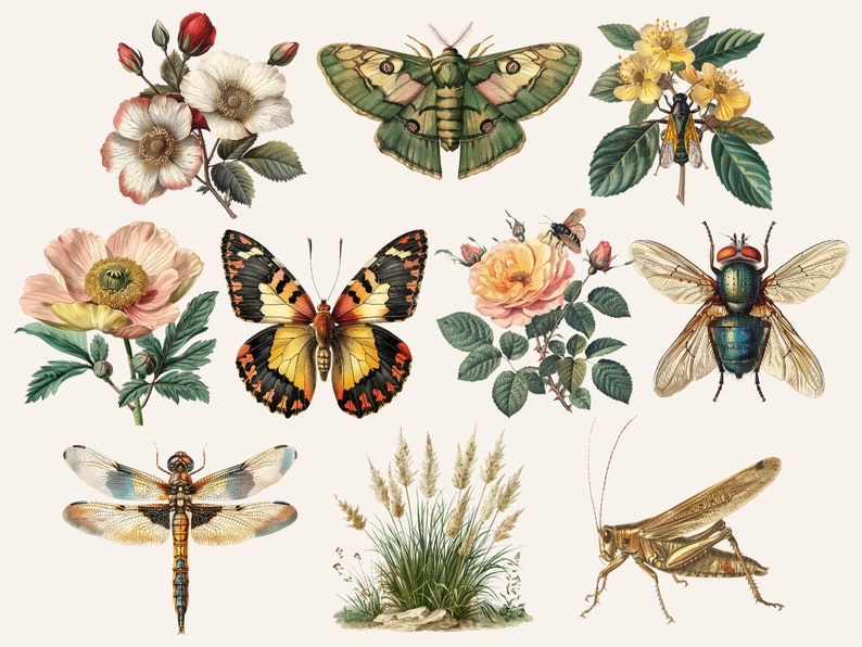 Pu&ograve; includere: Una collezione di illustrazioni vintage che raffigurano diversi insetti e fiori. Le illustrazioni includono una libellula, un grillo, una falena, una farfalla, una mosca e un'ape. I fiori includono una rosa, un papavero e un fiore selvatico.