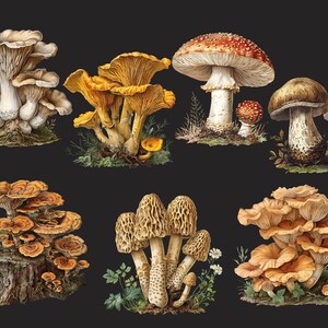 May include: A collection of nine different types of mushrooms, including chanterelles, oyster mushrooms, and morel mushrooms. The mushrooms are depicted in a realistic style with intricate details.