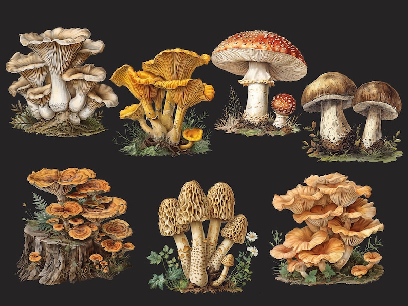 May include: A collection of nine different types of mushrooms, including chanterelles, oyster mushrooms, and morel mushrooms. The mushrooms are depicted in a realistic style with intricate details.