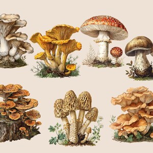 May include: A collection of eight different types of mushrooms, including chanterelles, oyster mushrooms, and morel mushrooms. The mushrooms are depicted in a vintage style with detailed illustrations.