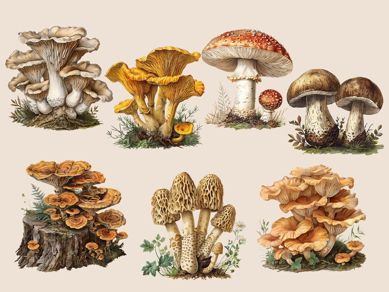 May include: A collection of eight different types of mushrooms, including chanterelles, oyster mushrooms, and morel mushrooms. The mushrooms are depicted in a vintage style with detailed illustrations.