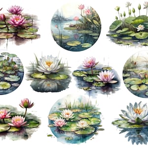 Pu&ograve; includere: Illustrazioni ad acquerello di ninfee rosa e bianche con foglie di ninfea verdi in uno stagno. Le illustrazioni sono in una cornice circolare.