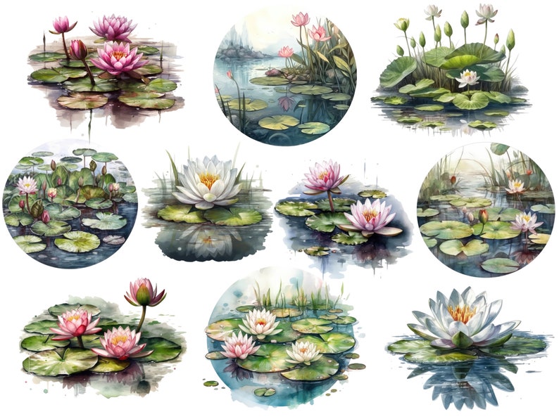 Pu&ograve; includere: Illustrazioni ad acquerello di ninfee rosa e bianche con foglie di ninfea verdi in uno stagno. Le illustrazioni sono in una cornice circolare.