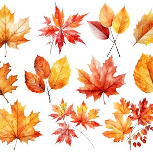 May include: Watercolor painting of autumn leaves in various shades of red, orange, and yellow. The leaves are arranged in a random pattern on a white background.